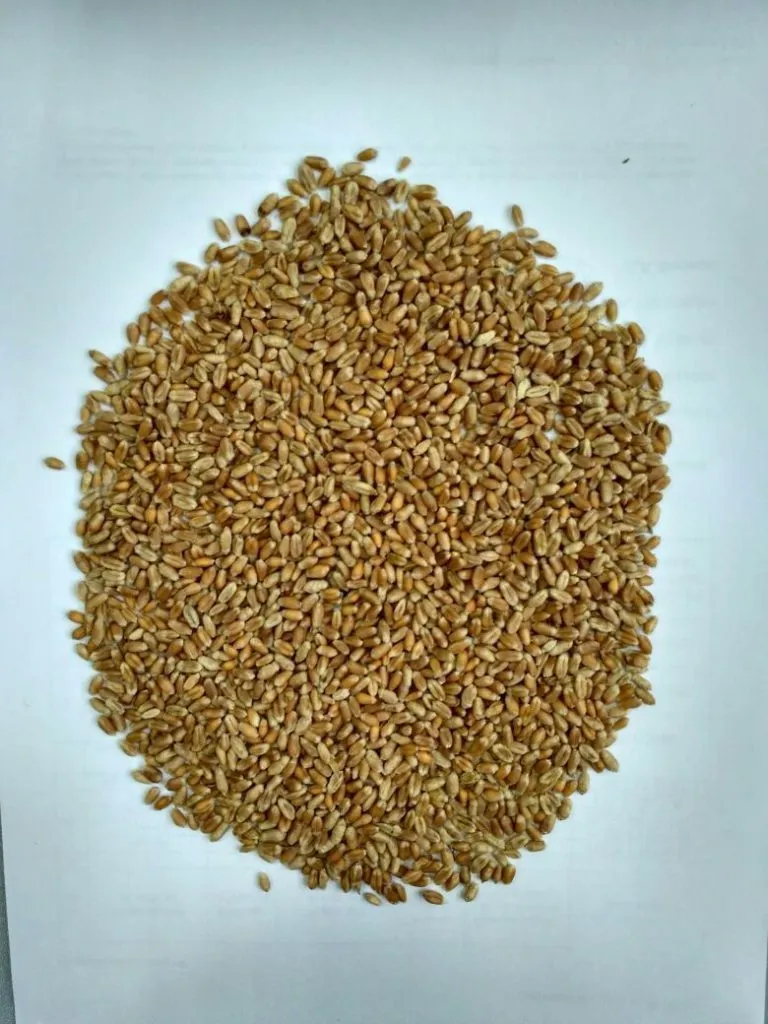 фотография продукта Пшеница на Китай/Монголию